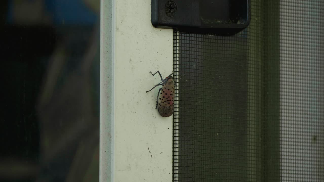 mosca linterna manchada en la puerta de la pantalla del porche