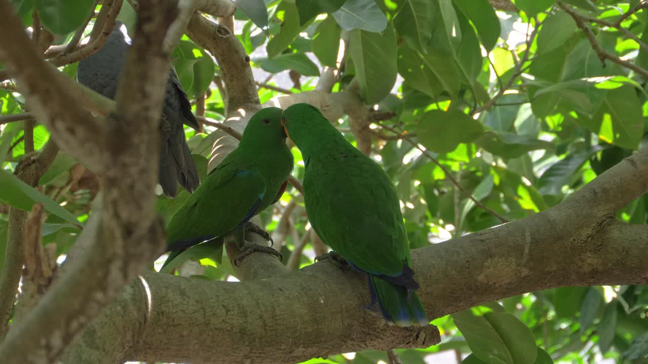 dos loros eclectus verdes sentados en un árbol en el bosque en queensland