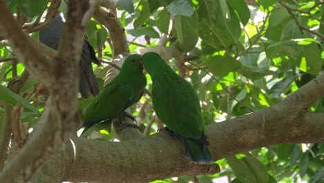 Zwei-Grüne-Edelpapageien,-Die-Auf-Einem-Baum-Im-Wald-In-Queensland-Sitzen