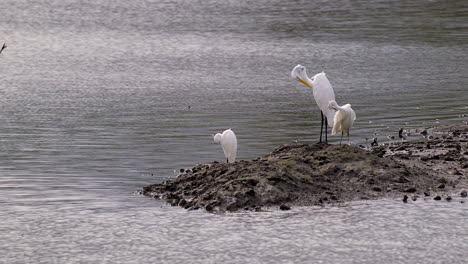 lovely egrets standing on the edge of the river while grooming themselves - medium shot