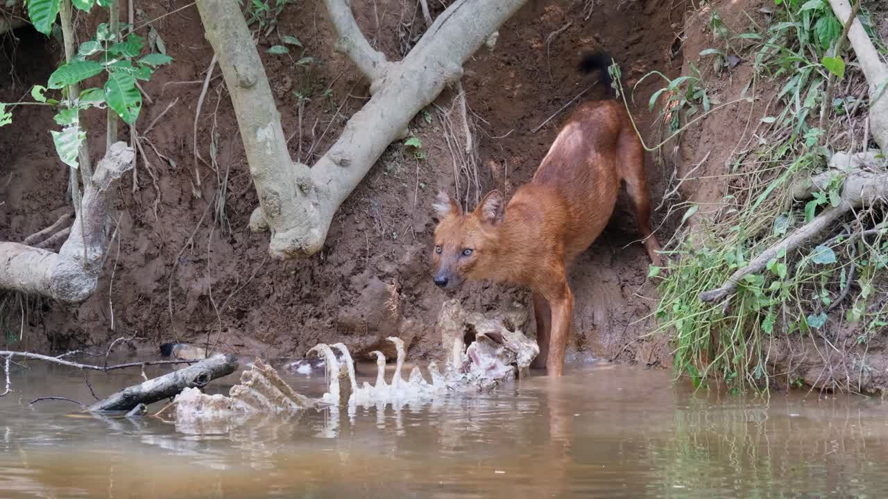 imágenes más cercanas de este perro salvaje comiendo un poco de carne del esqueleto del ciervo y luego se aleja para revelar la imagen completa