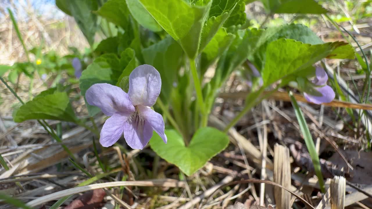 Wood violet (Viola riviniana) flower moving in the wind in the wild.