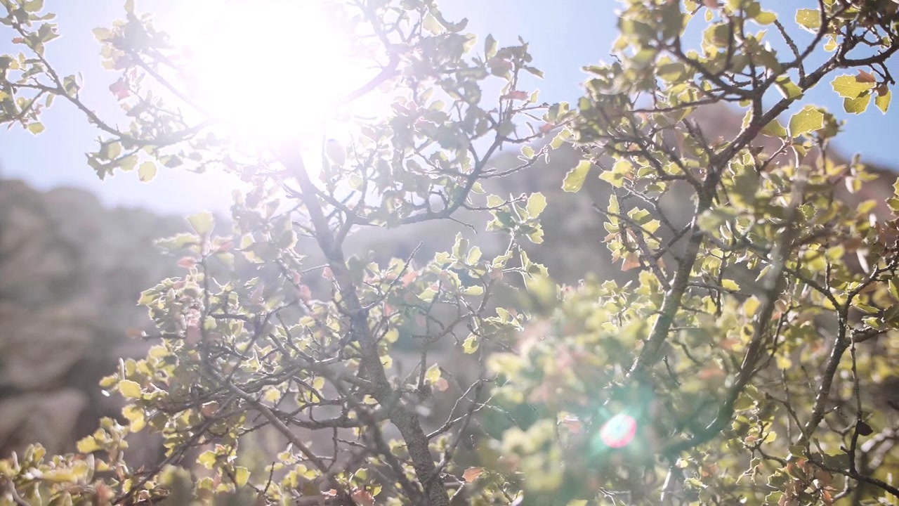 Luce solare intensa filtra attraverso le foglie verdi sui rami degli alberi