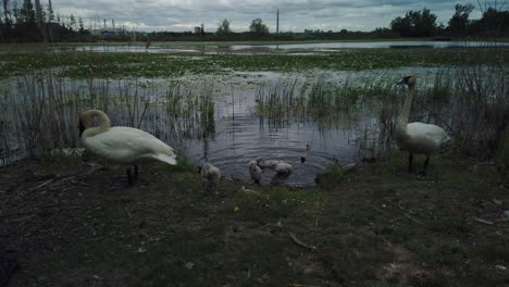 exterior shot of a family of white swans and ducklings arriving at the pond shoreline