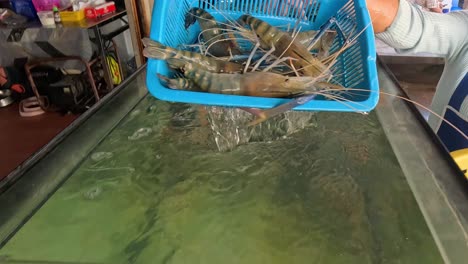 person selecting live shrimp from a water tank