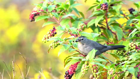 a catbird sitting in a berry bush and eating berries before flying away