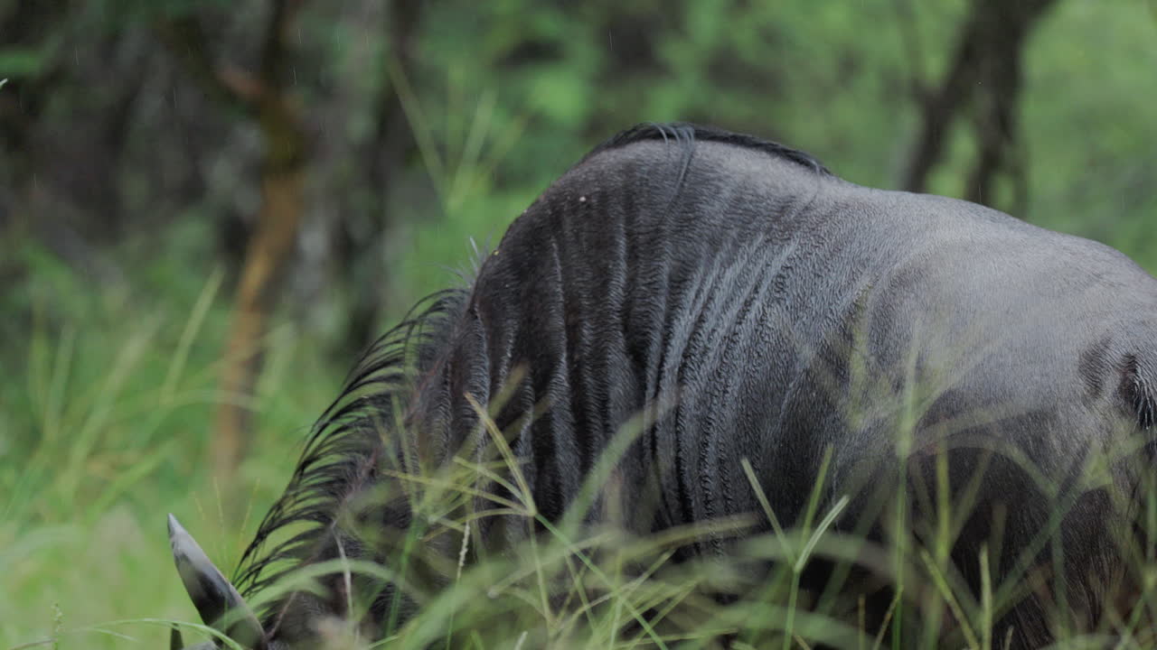 Wildebeest in a grassy field during a rain shower