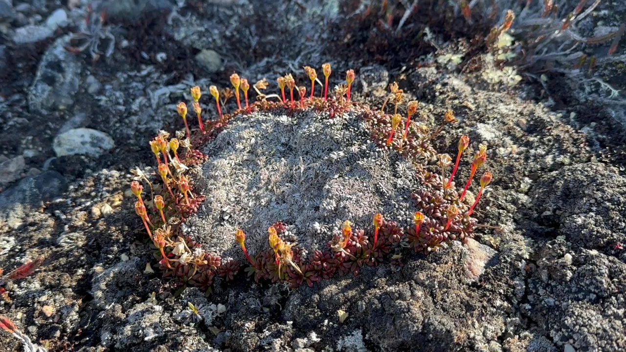 Die Flora Grönlands auf der Insel Dänemark, Scoresbysund. Grönland.