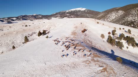vista aérea de drones de una manada de alces en una ladera cubierta de nieve