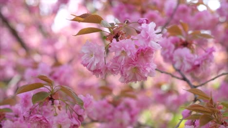 hermosas flores de cerezo rosadas