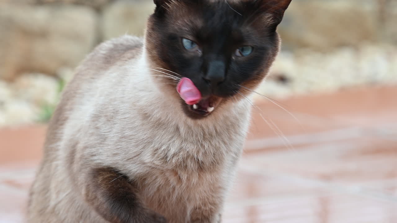 Gatto siamese che si lecca le zampe all'aperto in Spagna
