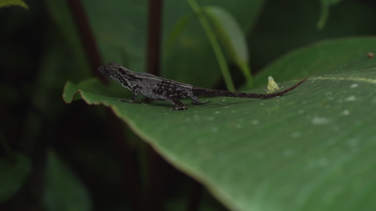Small Costa Rican lizard sits peacefully on leaf in rain forest, slow motion