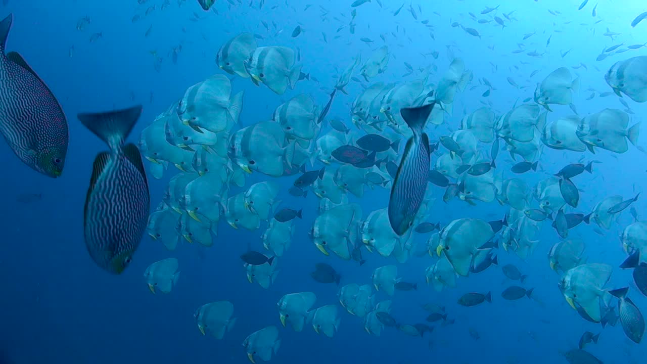 Large school of adult Batfish swim slowly through open water in the Gulf of Thailand