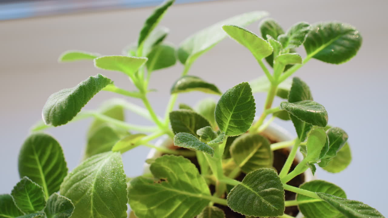 Close up vibrant green plant leaves in white pot being watered indoors with sunlight shining on foliage, fresh moisture highlighting natural growth, gardening and home care