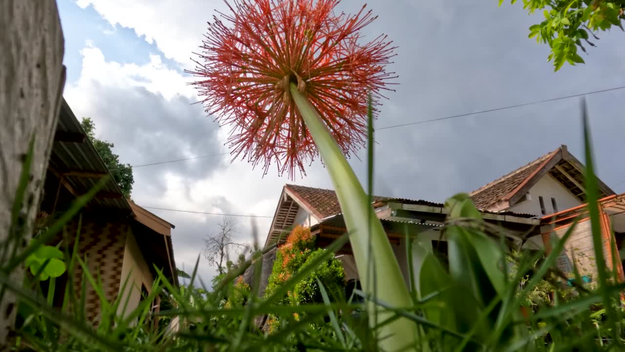 planta de scadoxus con flores, tiene una forma de bola roja, tallos verdes débiles