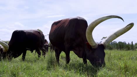 ankole-watusi longhorn cattle grazing in the field in uganda