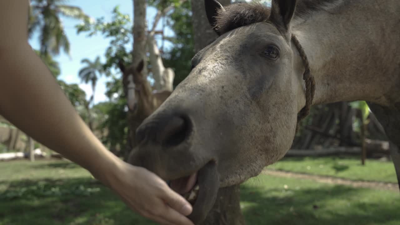 Horse eating some grass and plants from human hand in beautiful countryside home with blue sky on the background