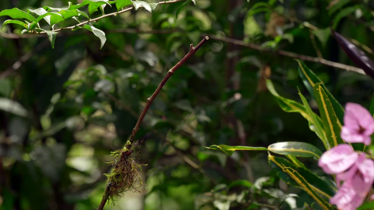 An pale iridescent hummingbird perches on top of a branch in a forest in Ecuador,South America before flying away