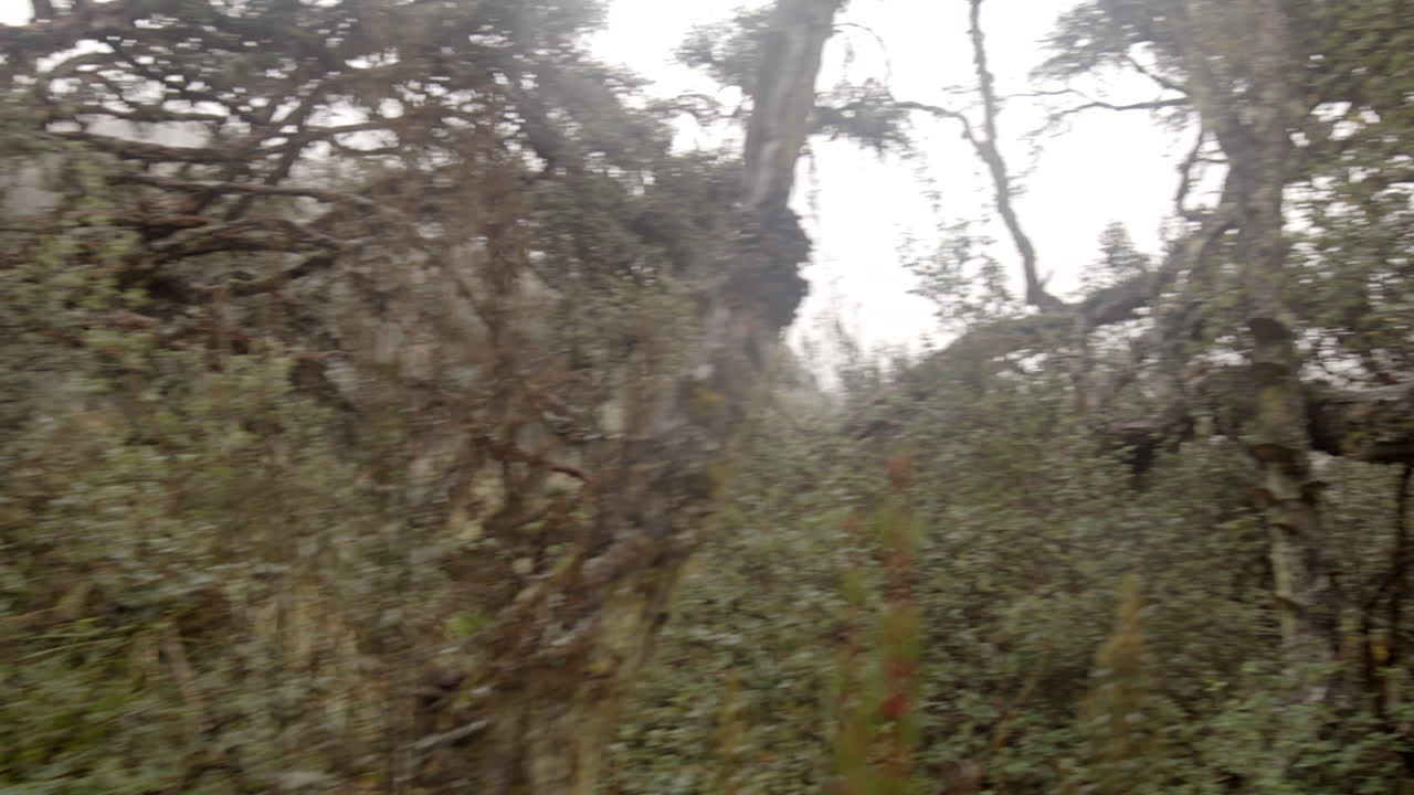 구름 숲과 식생, 스테디 캠