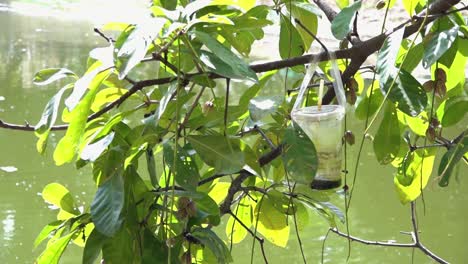 discarded single use plastic cup hanging in a tree