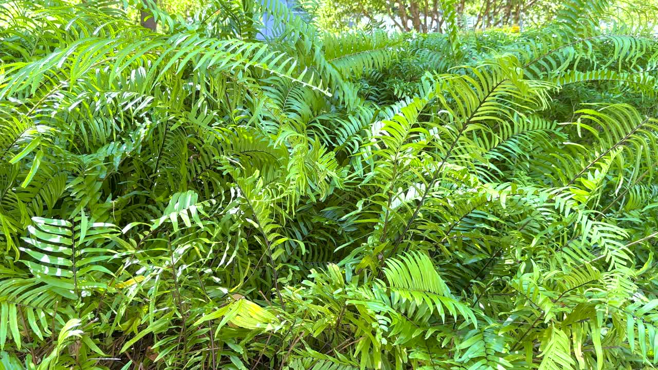 Vibrant green ferns in natural light create a serene, tropical atmosphere with subtle camera movement