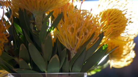 close up of yellow pincushion proteas in a vase, tilt up