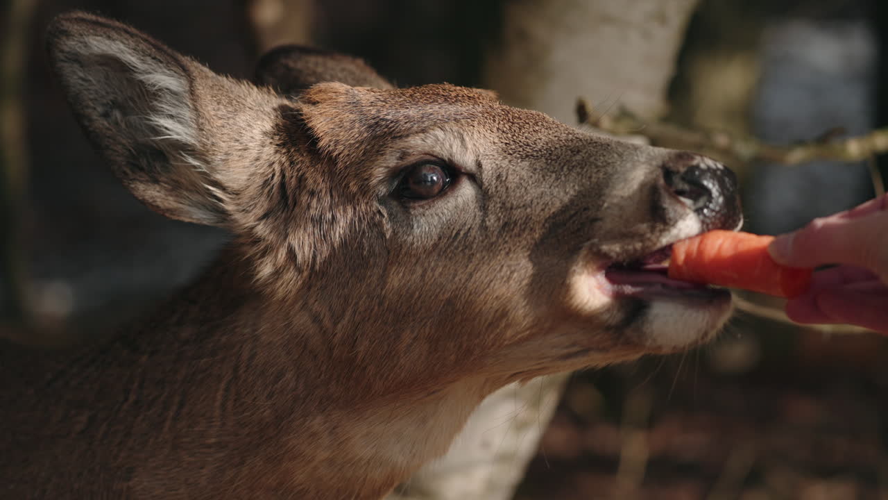 alimentando zanahorias a ciervos en parc omega en canadá - cerrar