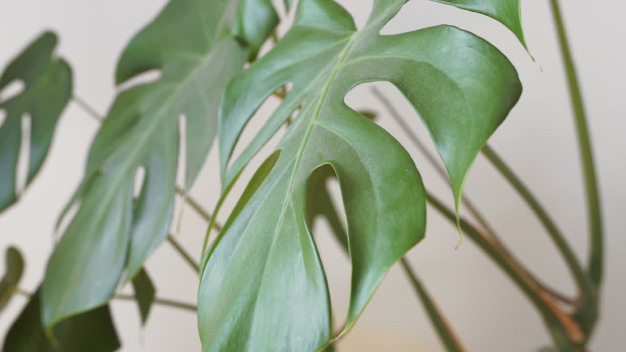 식물 몬스테라 실내 검토