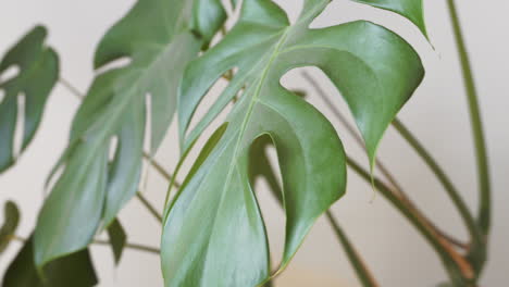 revisión de una planta monstera en interiores