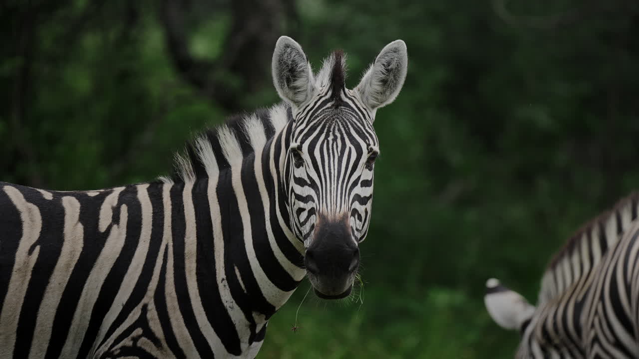 Zebra in its natural habitat