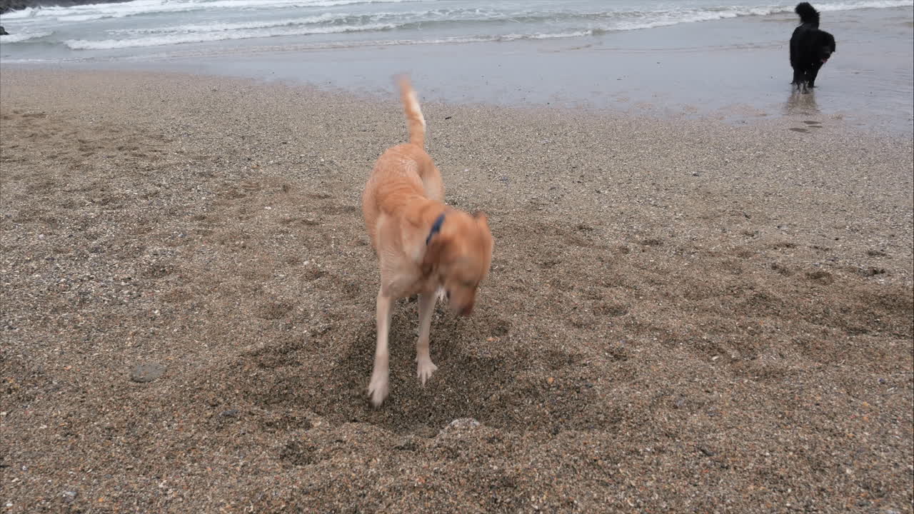 바다 해변에서 흥분한 노란색 래브라도 리트리버 발굴