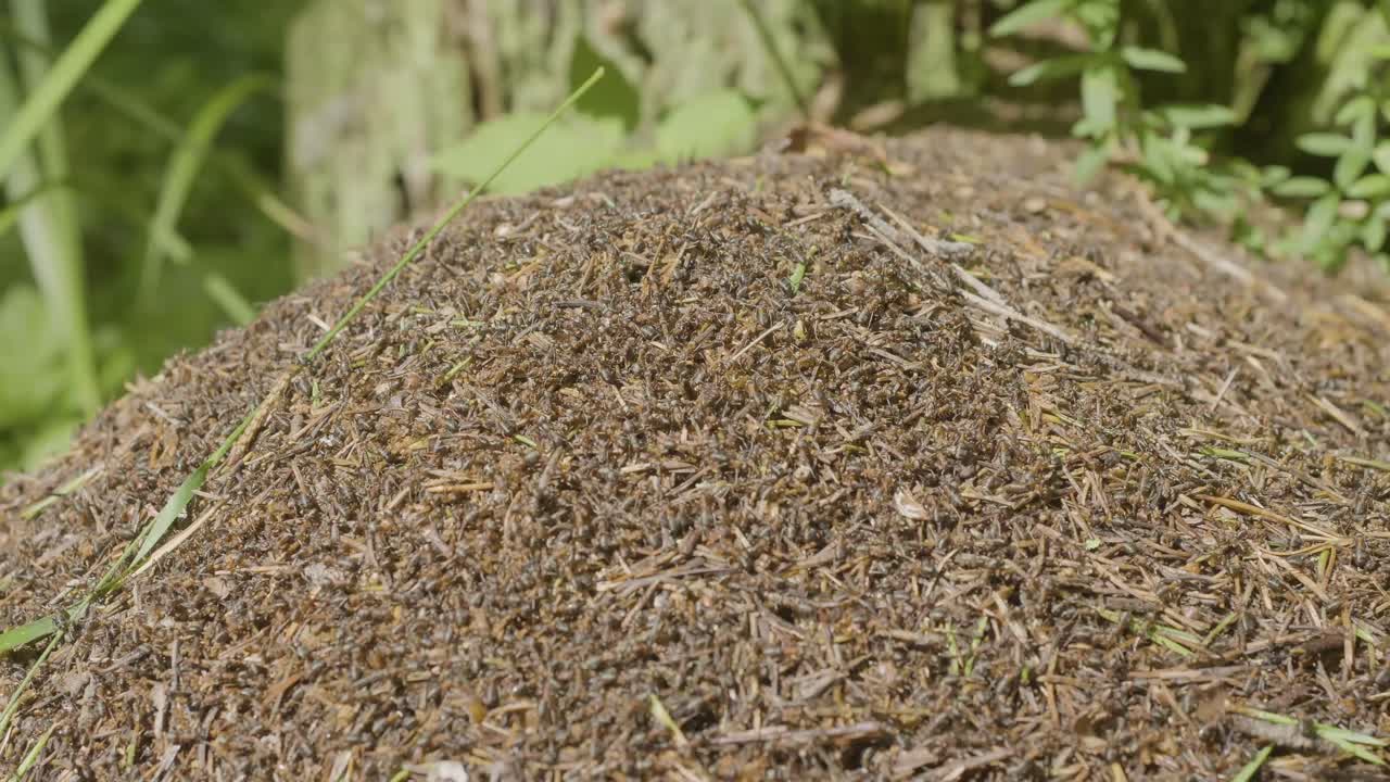 colina de hormigas de cerca