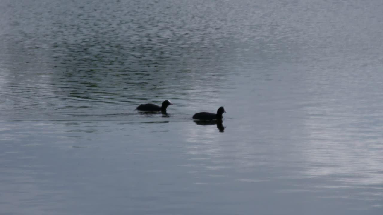 dos gallaretas comunes moviéndose en un lago hacia la derecha