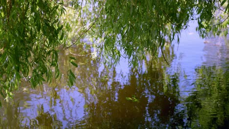 Weidenbaumlaub-Mit-Spiegelreflexionen-über-Dem-Kanal-In-Amsterdam