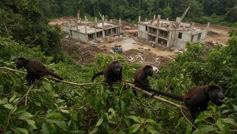 exploring the habitat of monkeys: a view of construction intruding on their forest home, revealing the clash between nature and human development