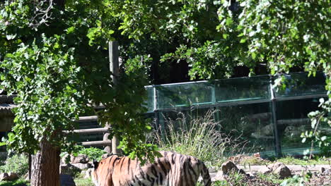 a tiger is walking in his zoo enclosure under trees with green leaves