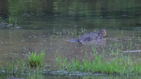 on the left a monitor lizard is lying still on the ground, and as the camera pans to the right another monitor lizard can be seen wading in the water in front of a heron and flying butterflies