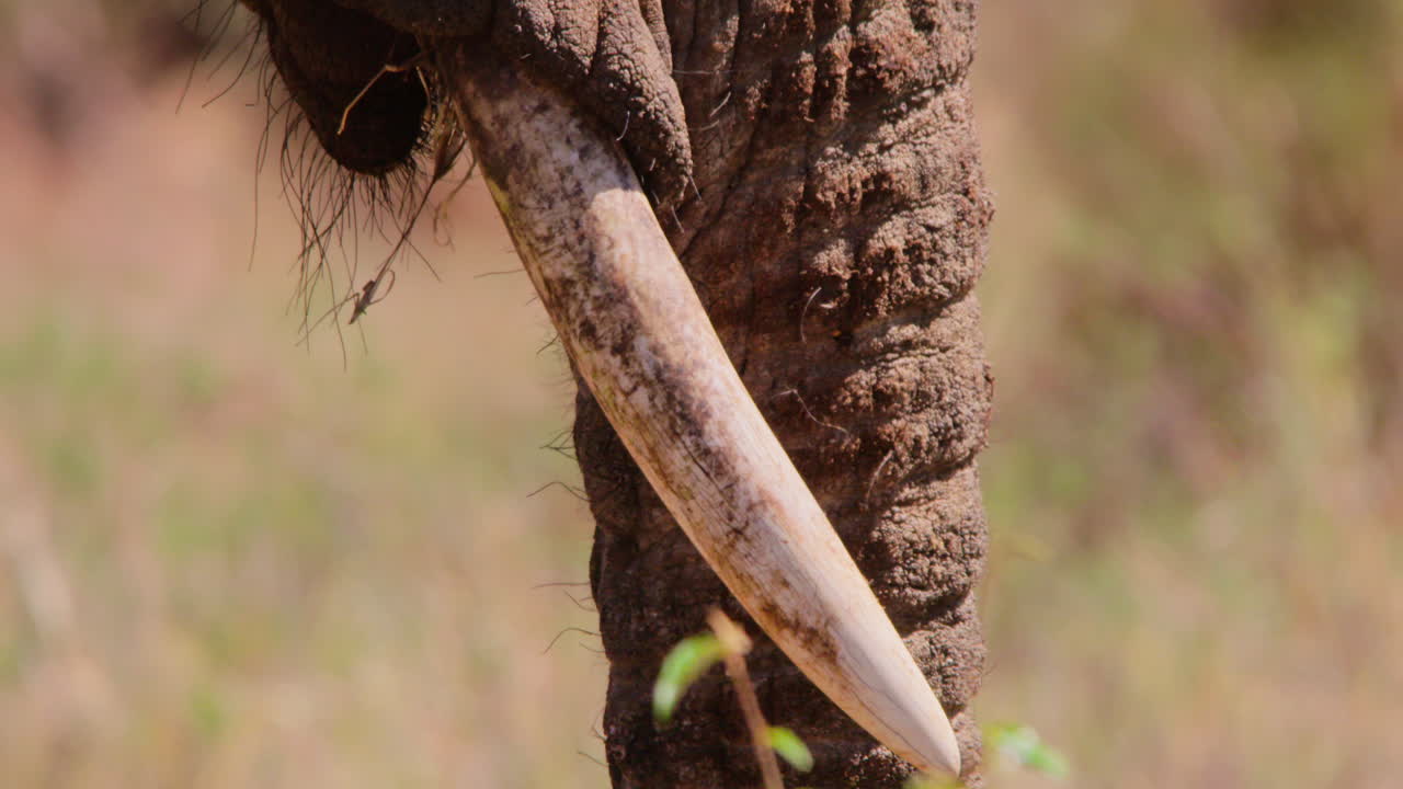 Testa di elefante africano di savana che si guarda intorno nella savana.