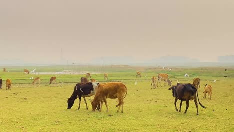 a herd of cows is grazing in an open field, with flocks of birds flying overhead in daytime