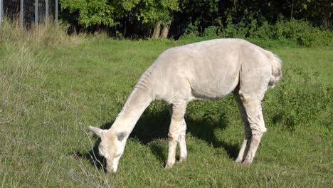 una alpaca esquilada blanca y dos marrones se paran en un pasto y miran curiosamente a la cámara