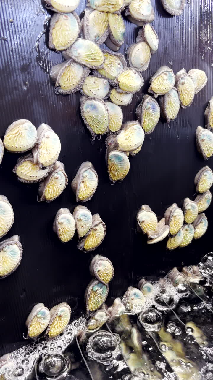 Juvenile abalone with light-sensitive eyes scrambles on black plastic to escape