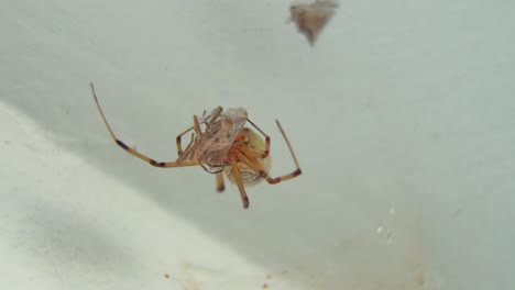 Close-up-of-a-brown-widow-spider-on-her-web-with-prey