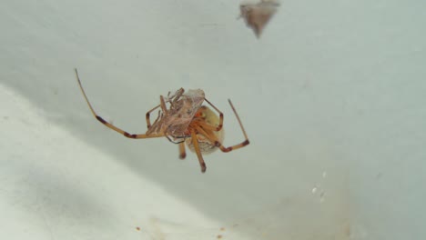 primer plano de una araña viuda marrón en su red con presa