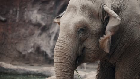 cerca de un joven elefante asiático comiendo hierba en un bosque tropical