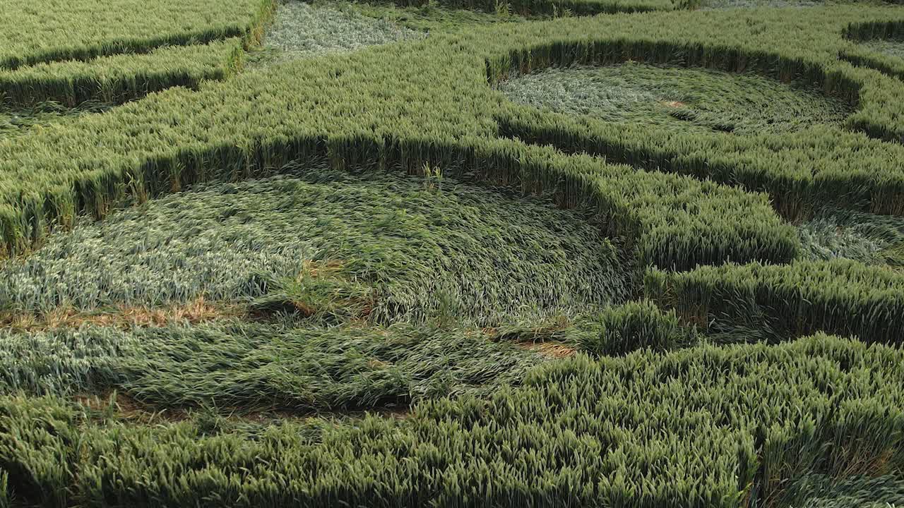 영국 오슬베리 (owslebury) 의 녹색 에서 곡물 원형의 세부 사항 - 드론 촬영