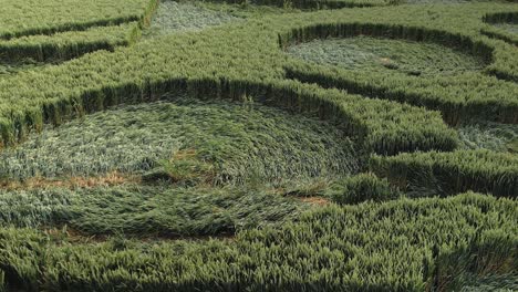 Detalle-De-La-Formación-De-Círculos-De-Cultivos-En-Campos-Verdes-En-Owslebury,-Inglaterra---Disparo-De-Drone