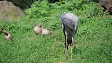 bird in lush grassland standing gracefully amidst 4k 2025 08 04 22 35 36 utc.mov | adorable, adventure, animal, avian