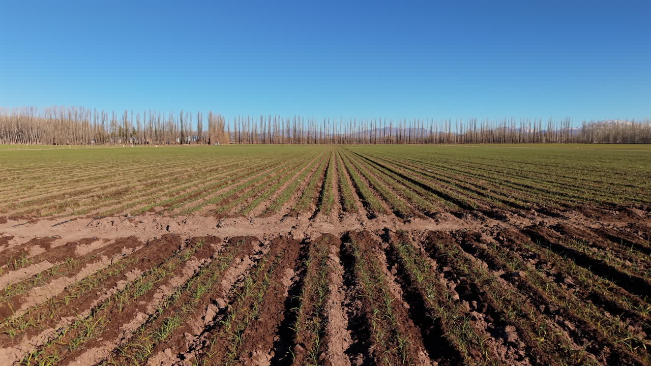 Amazing drone view of symmetrical rows of garlic crops growing in large farmland, Mendoza, Argentina.