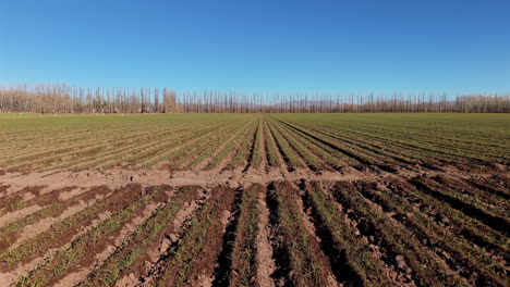 amazing drone view of symmetrical rows of garlic crops growing in large farmland, mendoza, argentina.