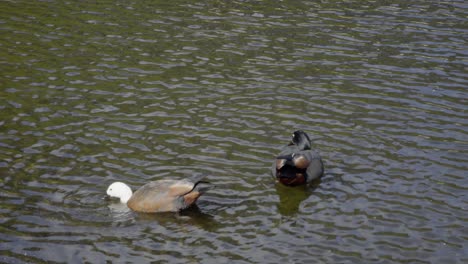 a pair of paradise ducks feeding in a lake